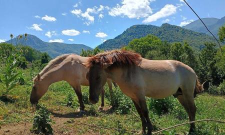 Imagen Visitas al cercado de animales o taller de caza prehistórica, este verano en el Parque