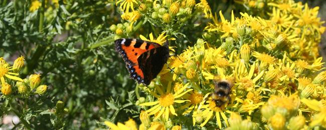 Ir a Imagen “Bichos y más bichos”, en un taller para niños de 5 a 11 años